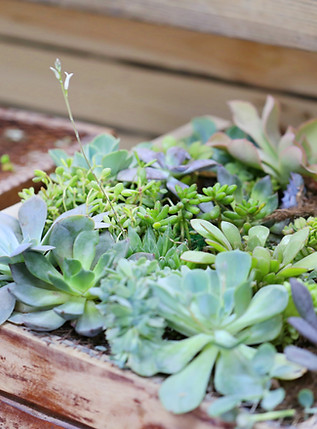 Plant Box