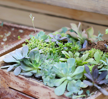 Plant Box