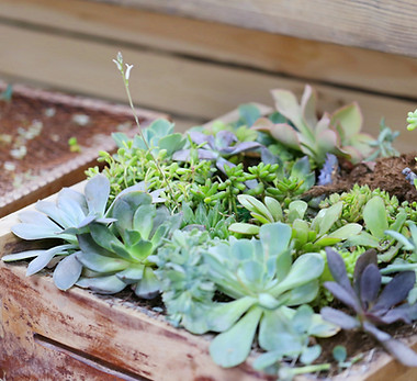 Plant Box