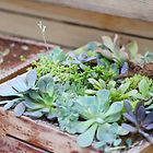 Plant Box