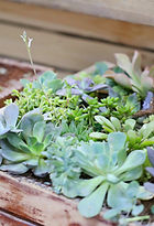 Plant Box