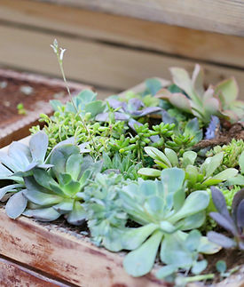 Plant Box
