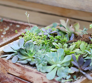 Plant Box