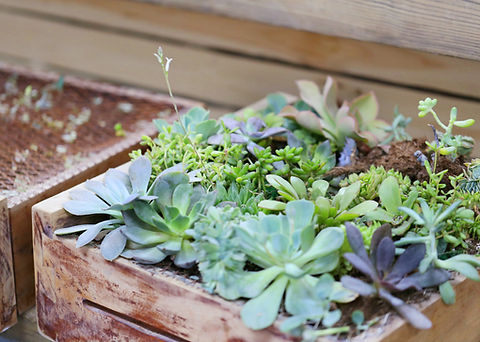 Plant Box