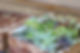 Box Plant