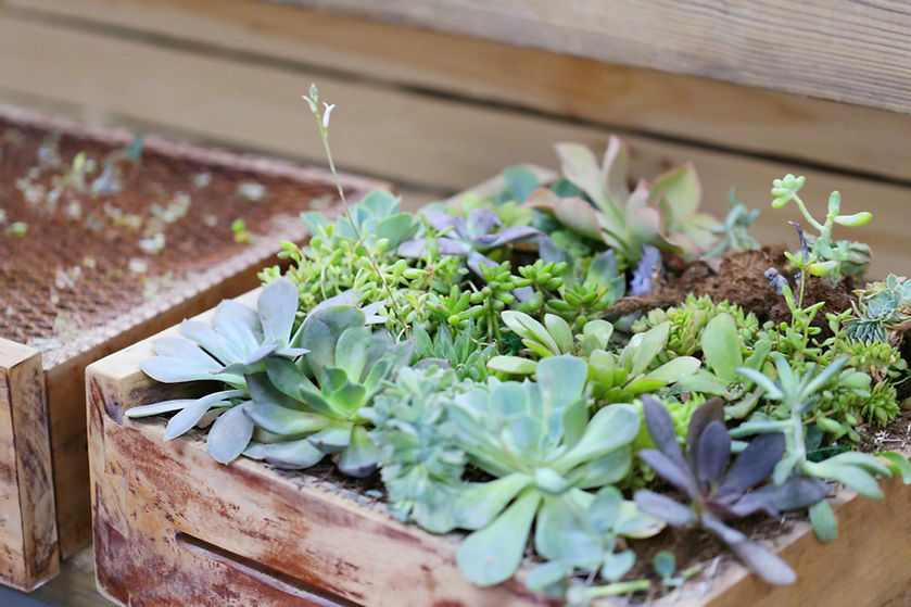 Plant Box