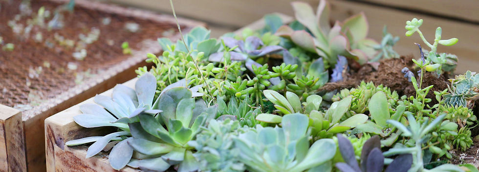 Plant Box