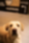 Agent Otis Albers Brauerei.png