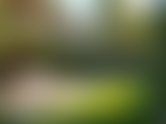 Maximize Your Yard's Potential with Our Services