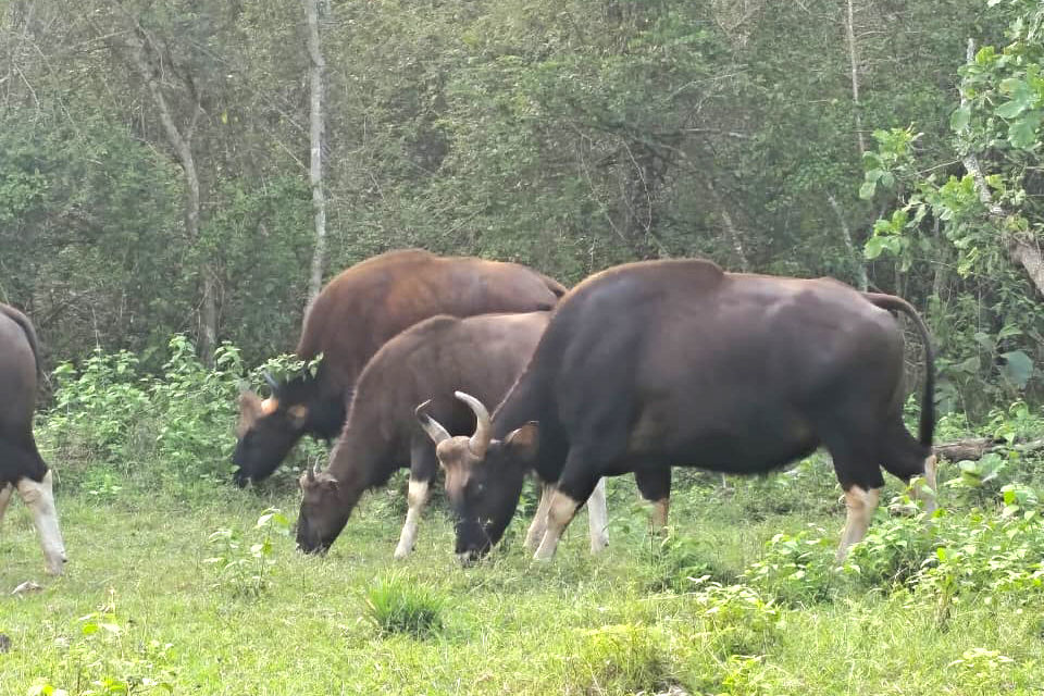 Gaur