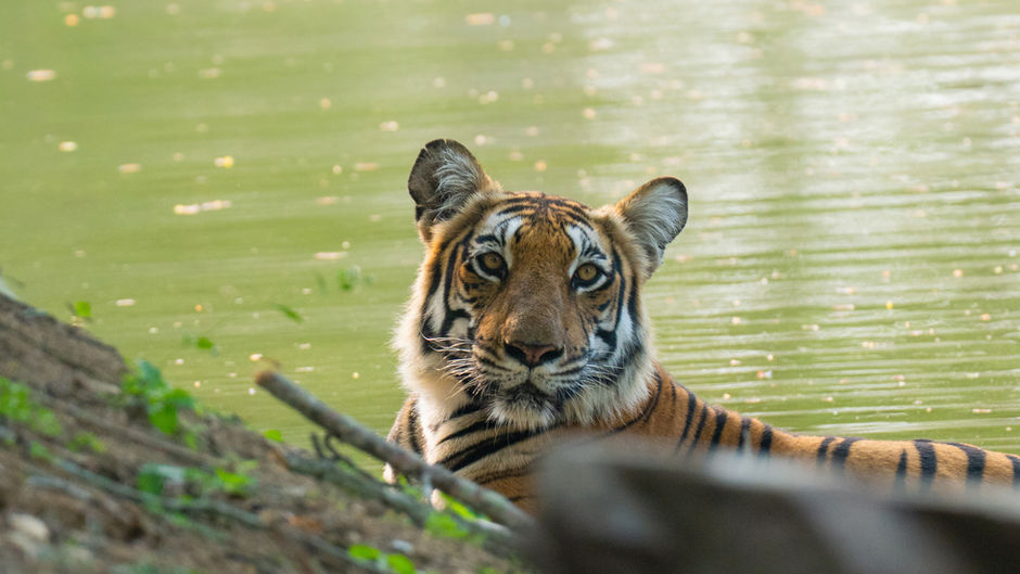 April 2026 - Week 5 Roundup