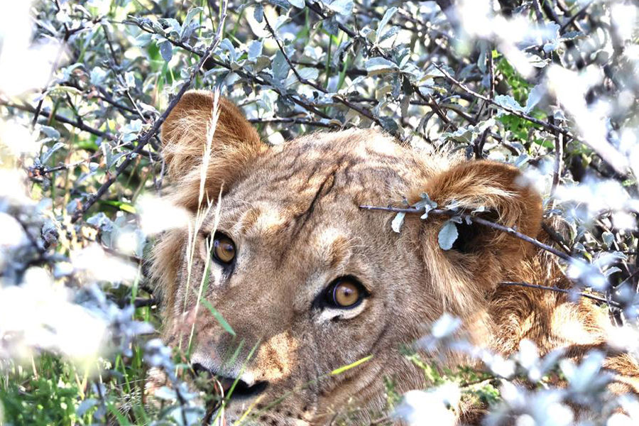 Lioness protecting a cub from an unknown male