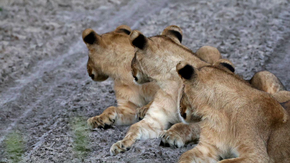 March 2026 - Week 2 Roundup