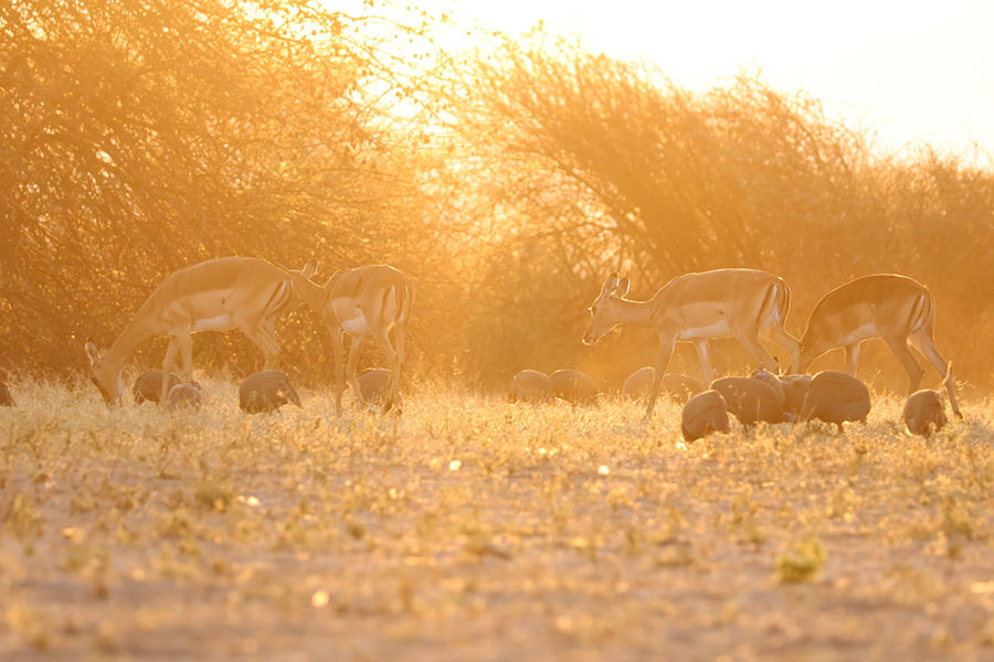 Impala & Helmeted Guineafowl
