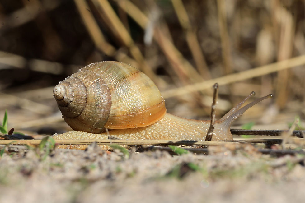 Lioness protecting a cub from an unknown male