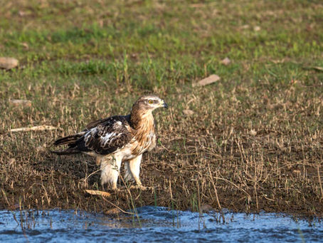 January 2026 - Week 4 Roundup