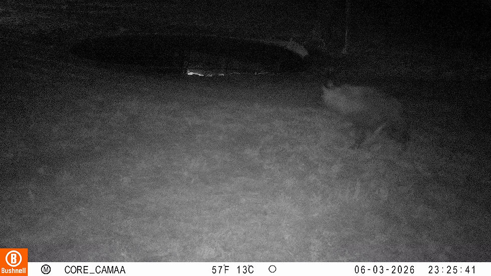 Brown Hyena