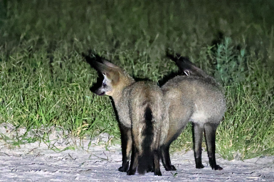 Bat-eared Fox