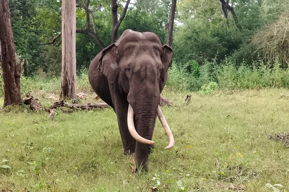 Tusker