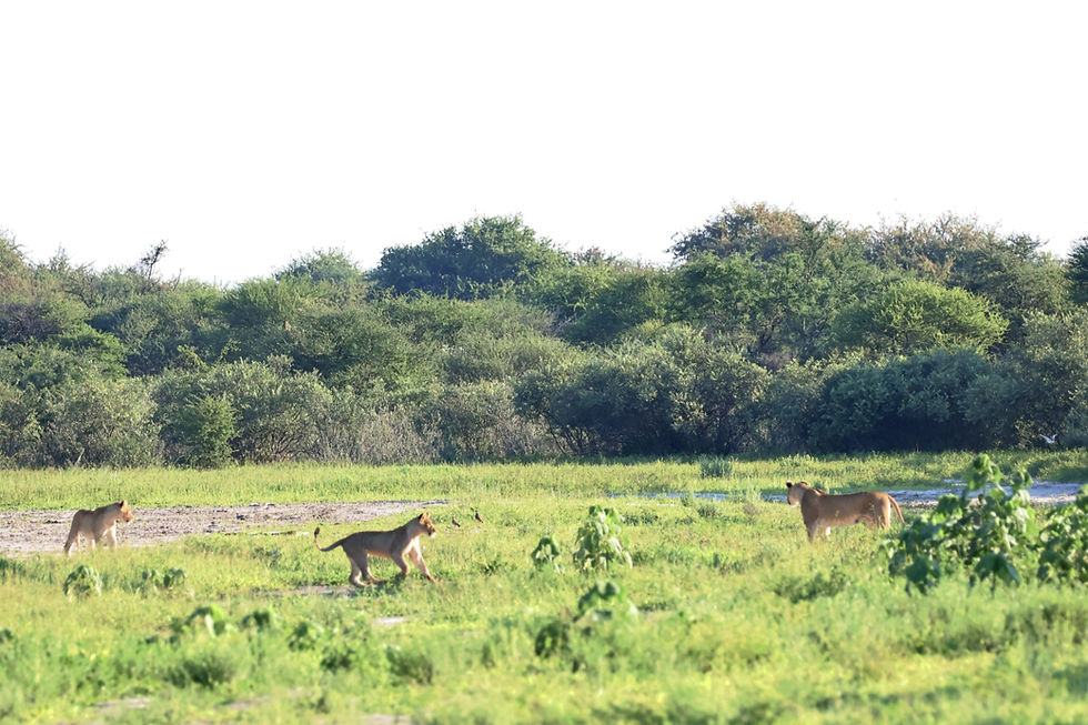 Lioness protecting a cub from an unknown male