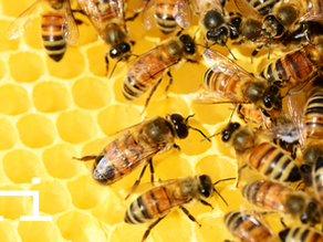 Včely také nečekají