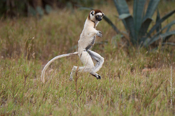 Verreaux's sifaka