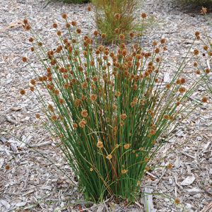 Knobby Club-rush (Ficinia nodosa)