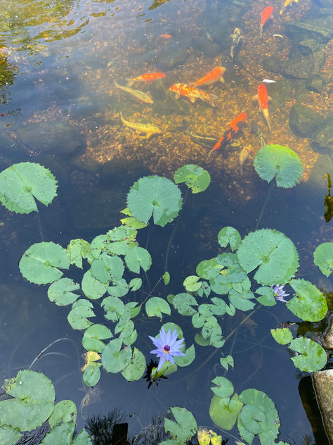 Eco Friendly Pond Creation