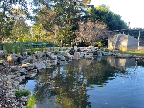 Pond Friendly Australian Native Plants