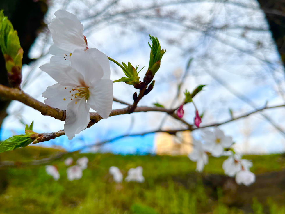 大人の生徒さま