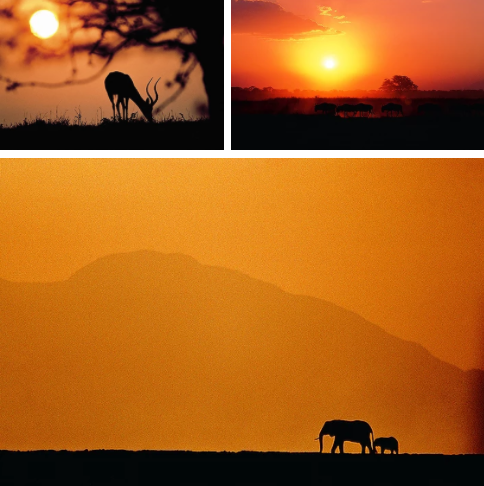 Thumbnail: East African Alive