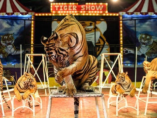 Is Thailand serious about curbing trade in tigers?