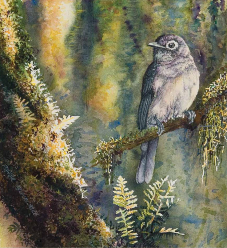 Thumbnail: A Gallery of East African Birds