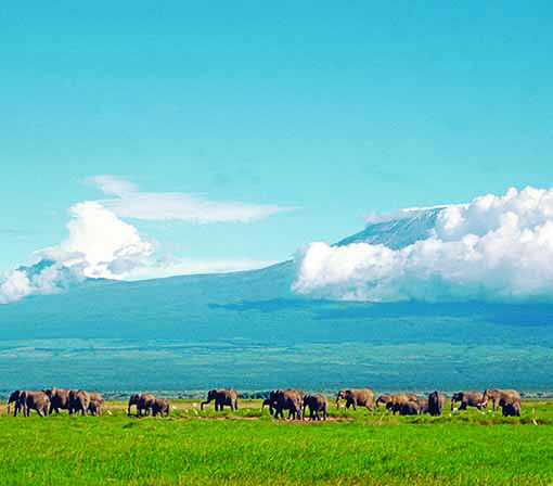 Thumbnail: Animals of Kenya
