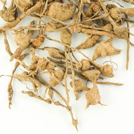 CLERODENDRUM SERRATUM ( Siruthekku)