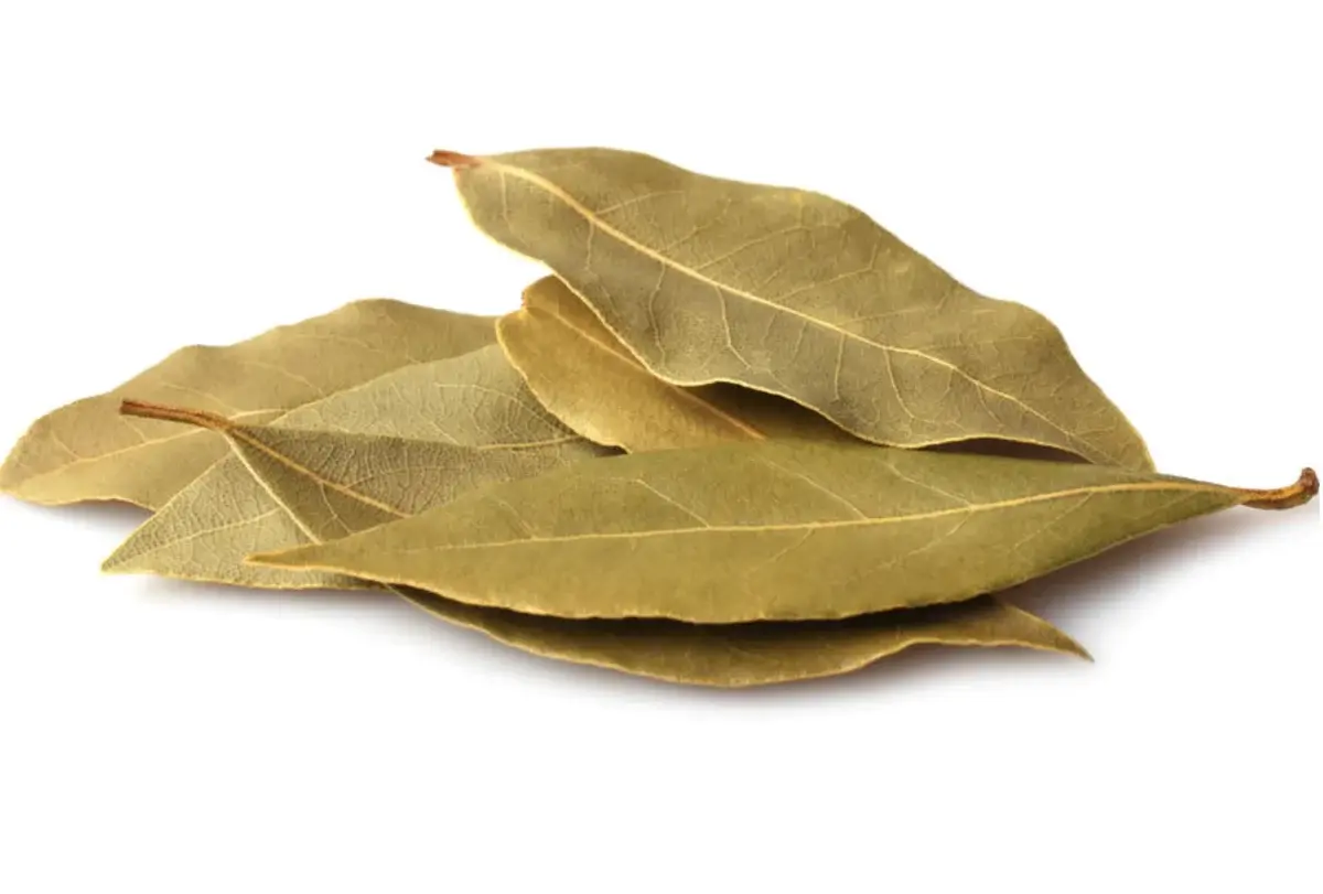 Indian Bay Leaf ( Cinnamomum tamala)