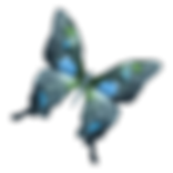 Watercolor Butterfly 20