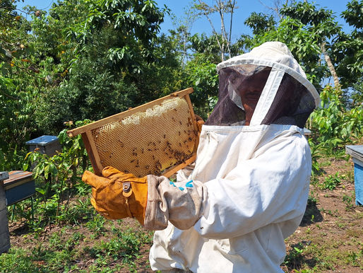 Sustainable Beekeeping, Sustainable Futures