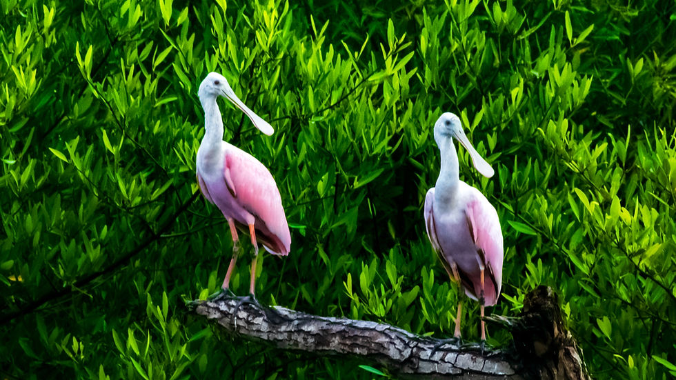 Migratory birds like the roseate spoonbill find rest and sustenance in the mangroves. Photo: Zacco