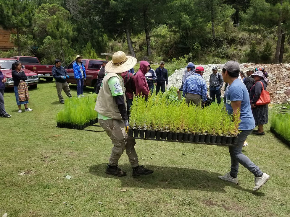 Altiplano Resiliente project, reforestation in Guatemala.