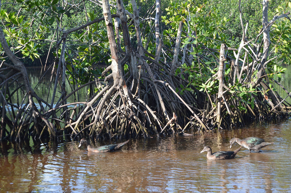 Ducks enjoy swimming among mangrove channels. Photo: Lucy Calderón
