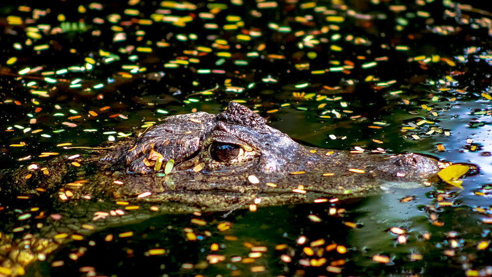 Reptile Photo: Lucy Calderón