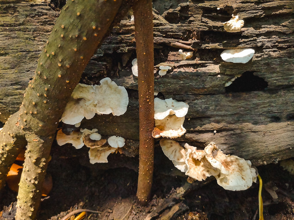 Fungi growing among mangrove roots and fallen trunks. Photo: Zacco