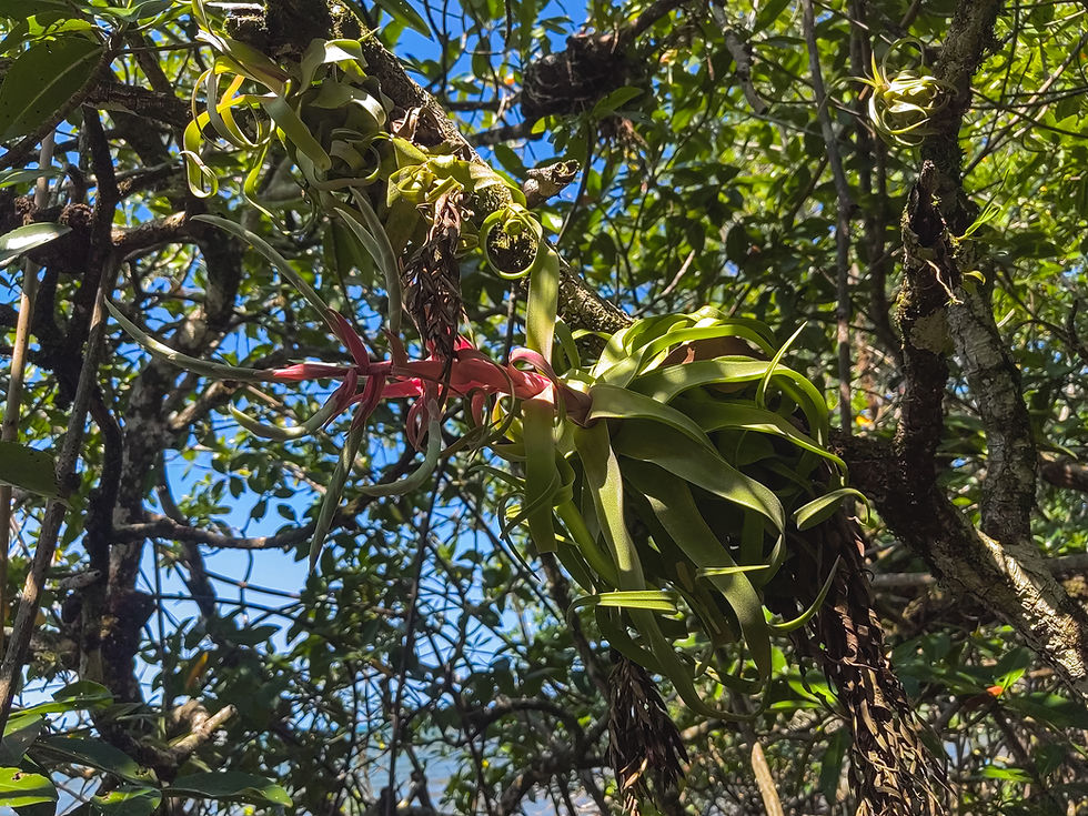 Air plants (Tillandsia chlorophylla) use Caribbean mangrove trunks as support, drawing nutrients and moisture from the air. Photo: Zacco