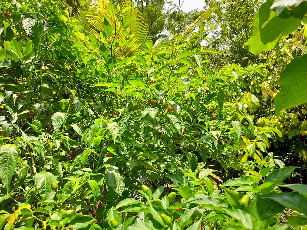 Agroforestry
