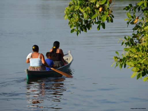 The Natural Wealth Sustained by Mangroves