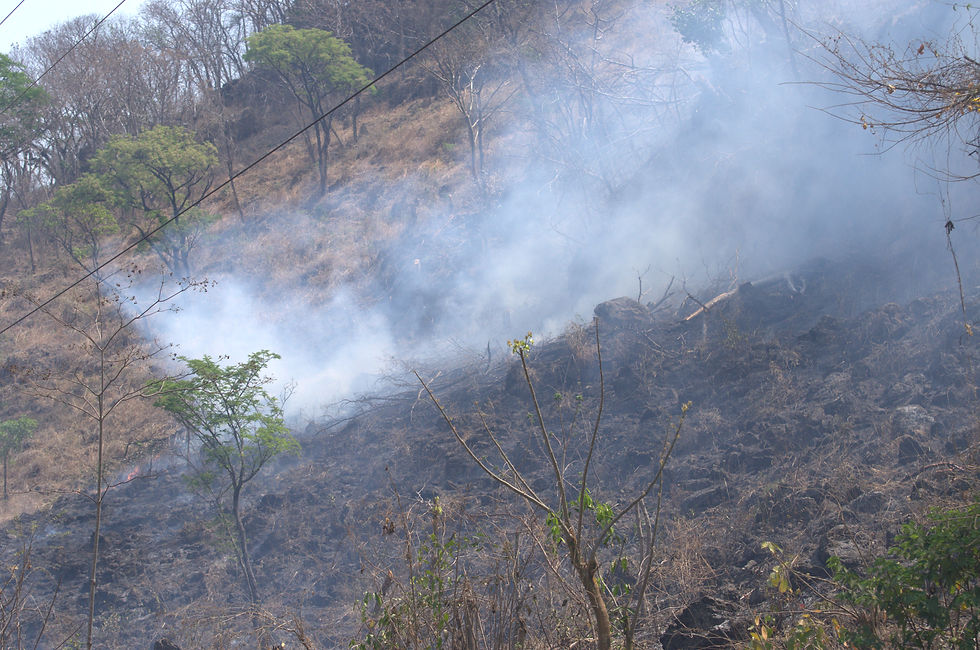 Slash-and-burn agriculture, biodiversity loss, deforestation