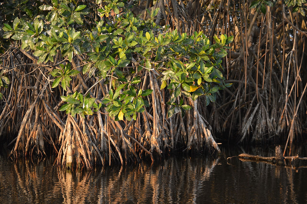 The stilt roots of red mangroves allow them to anchor firmly in soft, muddy soils, making them natural barriers against storms and high tides. Photo: Lucy Calderón