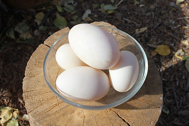 IMG_3019_duck_eggs.JPG