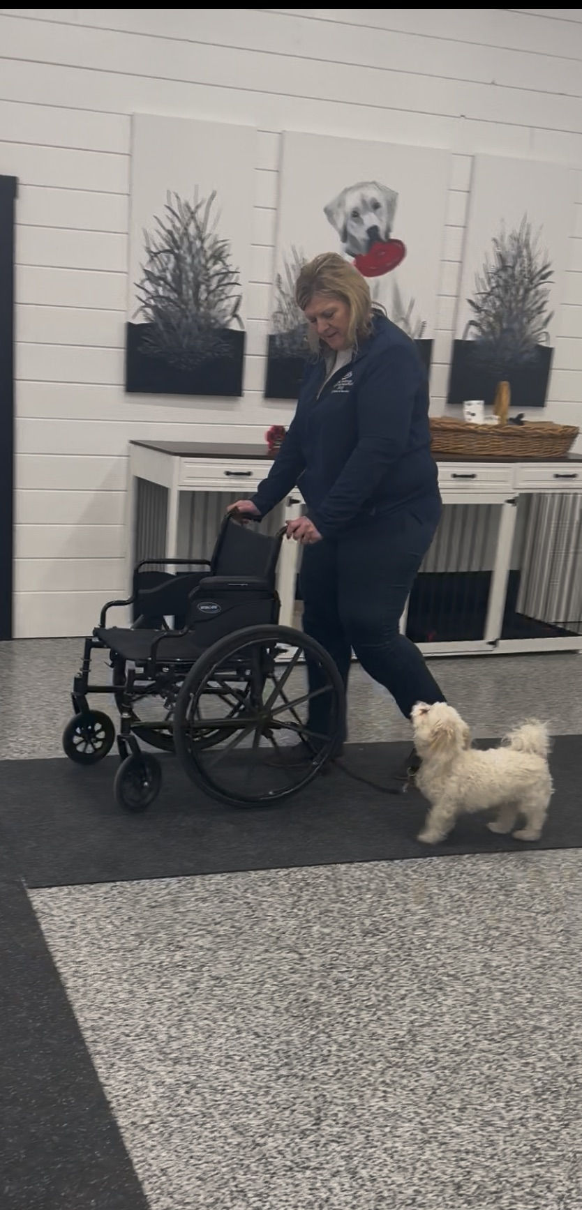 Dog Training around Wheelchairs